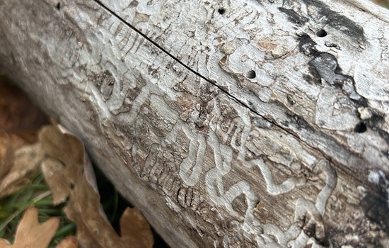 Minneapolis Arbor Day Party Confronts Silent Killer Stalking Minnesota Ash Trees
