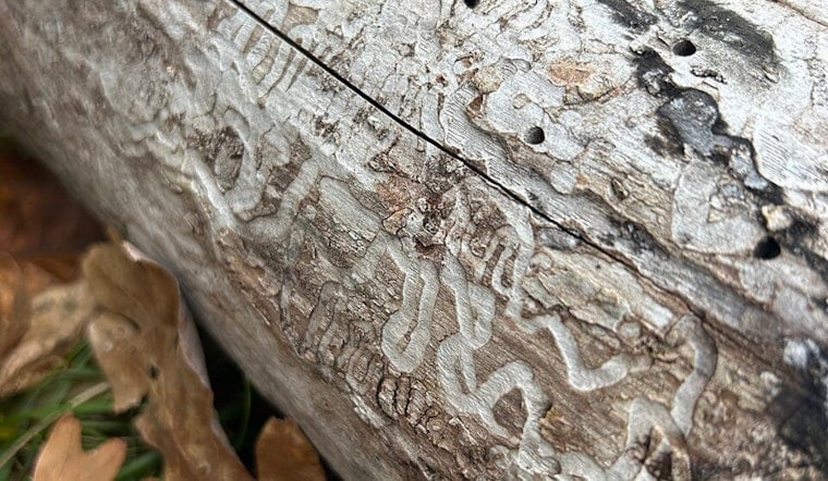 Minneapolis Arbor Day Party Confronts Silent Killer Stalking Minnesota Ash Trees