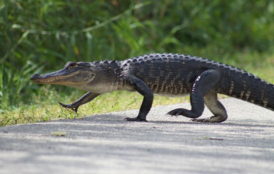 Monster Gator Hijacks Tee Time On Jacksonville Navy Course