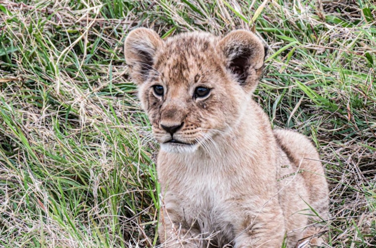 Mountain Lion Cub ‘Crimson’ Rescued, En Route to Oakland Zoo