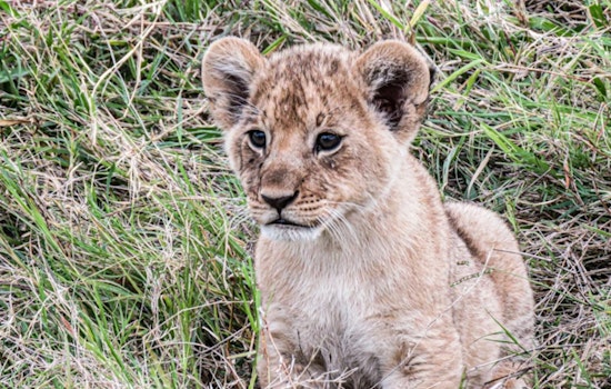 Mountain Lion Cub ‘Crimson’ Rescued, En Route to Oakland Zoo