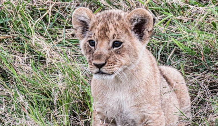 Mountain Lion Cub ‘Crimson’ Rescued, En Route to Oakland Zoo