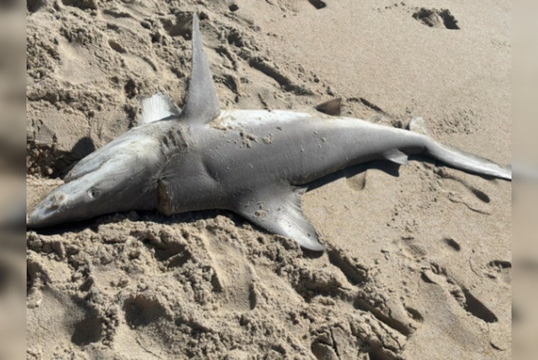 Mystery As Two Big Sharks Wash Up Dead On North Carolina Beaches