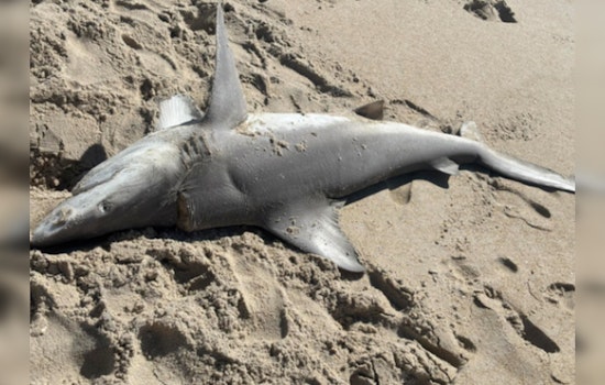 Mystery As Two Big Sharks Wash Up Dead On North Carolina Beaches