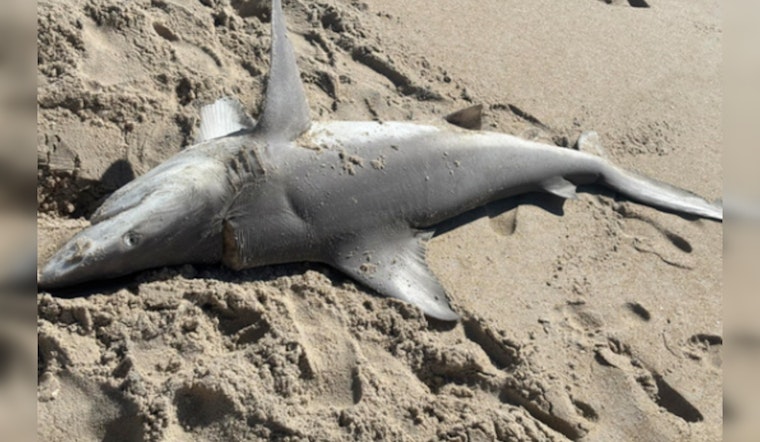 Mystery As Two Big Sharks Wash Up Dead On North Carolina Beaches