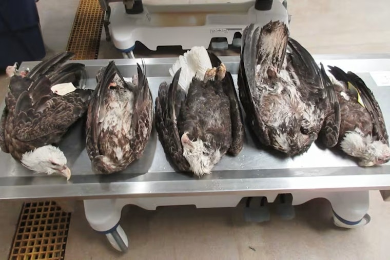 Mystery On The Garden Peninsula As Five Bald Eagles Turn Up Dead