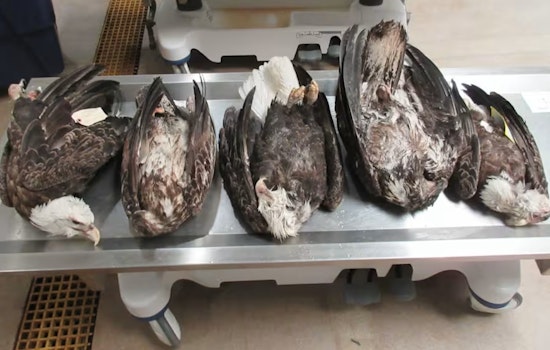 Mystery On The Garden Peninsula As Five Bald Eagles Turn Up Dead