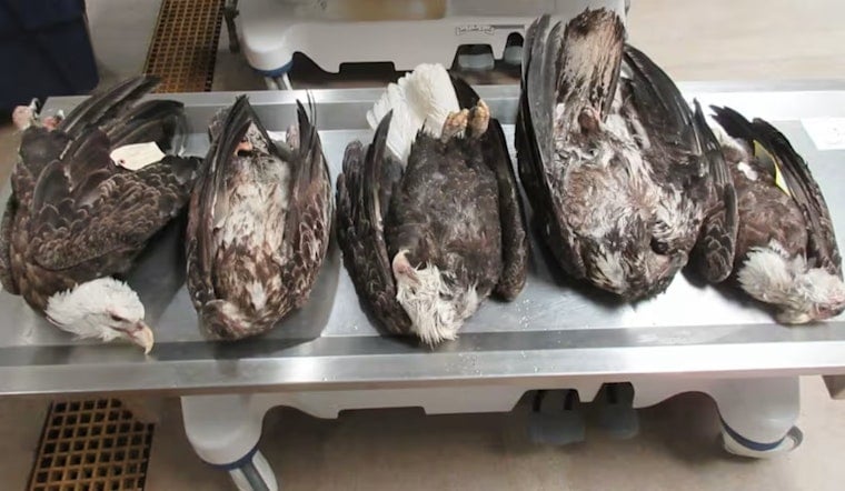 Mystery On The Garden Peninsula As Five Bald Eagles Turn Up Dead
