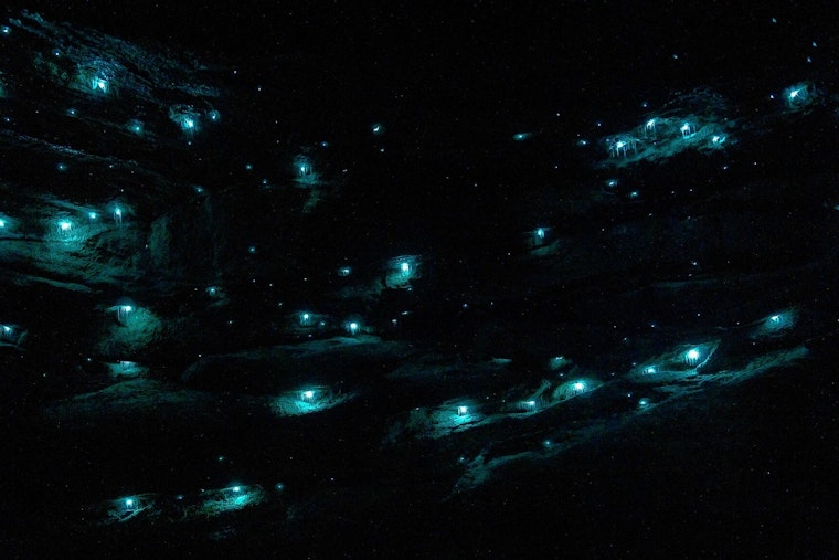 Neon Sea Shocker: Long Beach Crowd Catches Rare Fireworm Light Show