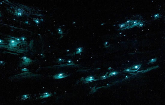 Neon Sea Shocker: Long Beach Crowd Catches Rare Fireworm Light Show