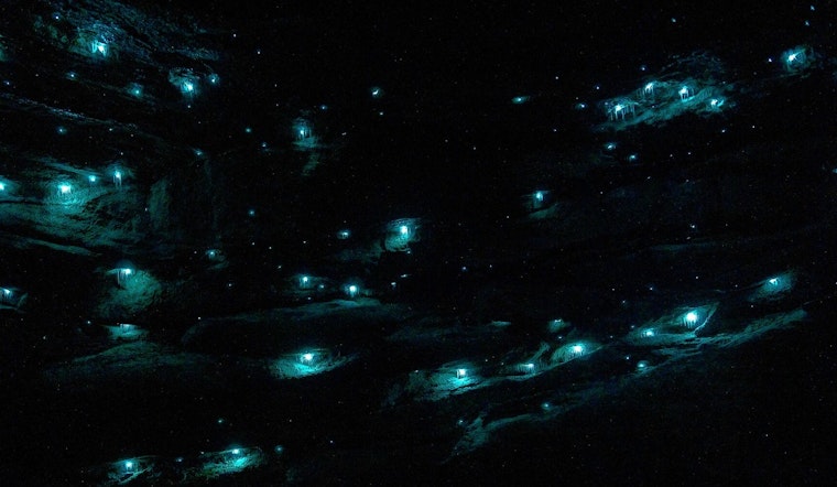 Neon Sea Shocker: Long Beach Crowd Catches Rare Fireworm Light Show