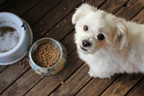 New York Bill Would Make Pet Food Sales Tax‑Free