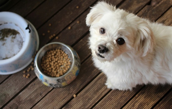 New York Bill Would Make Pet Food Sales Tax‑Free