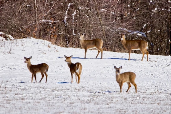 Nighttime Deer Squad Thins Oakland County Herd, Fills Food Banks