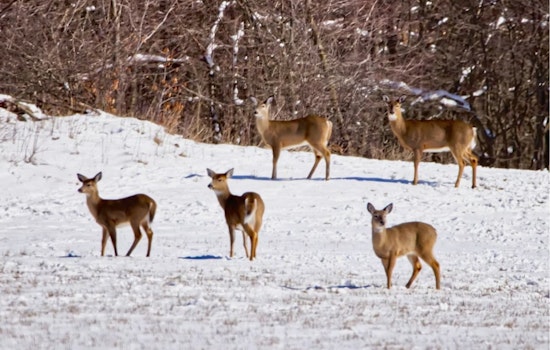 Nighttime Deer Squad Thins Oakland County Herd, Fills Food Banks