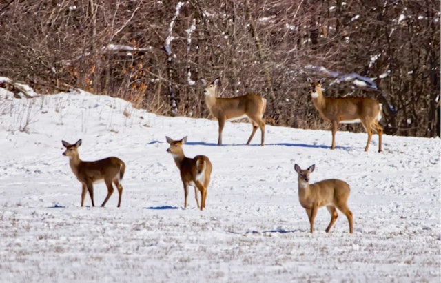 Nighttime Deer Squad Thins Oakland County Herd, Fills Food Banks