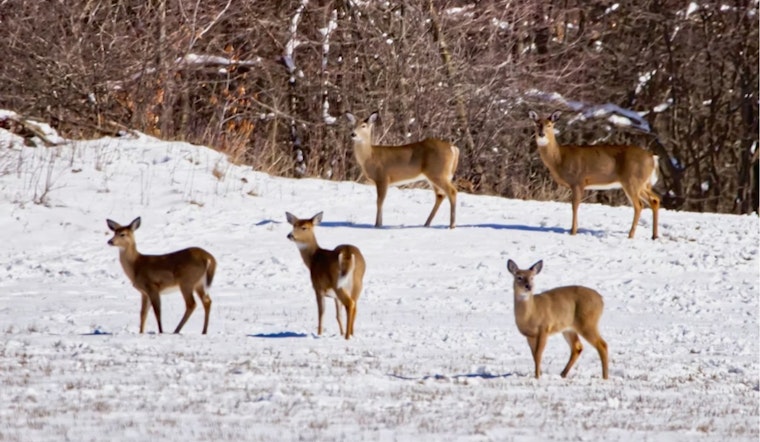 Nighttime Deer Squad Thins Oakland County Herd, Fills Food Banks