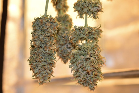 North Country Man Sues Over Stalled NY Cannabis License