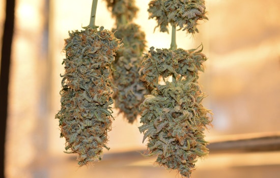 North Country Man Sues Over Stalled NY Cannabis License