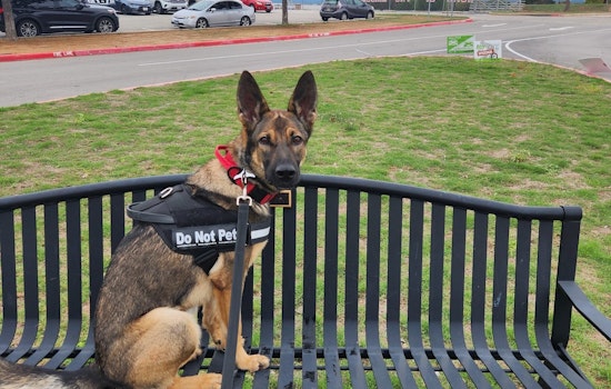 Northside ISD Cop Dog Bites Taft High Admin During Surprise Campus Sweep