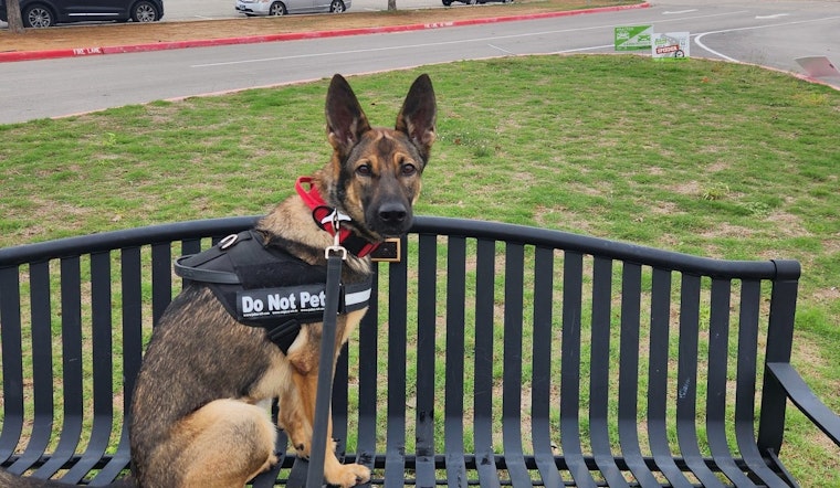 Northside ISD Cop Dog Bites Taft High Admin During Surprise Campus Sweep
