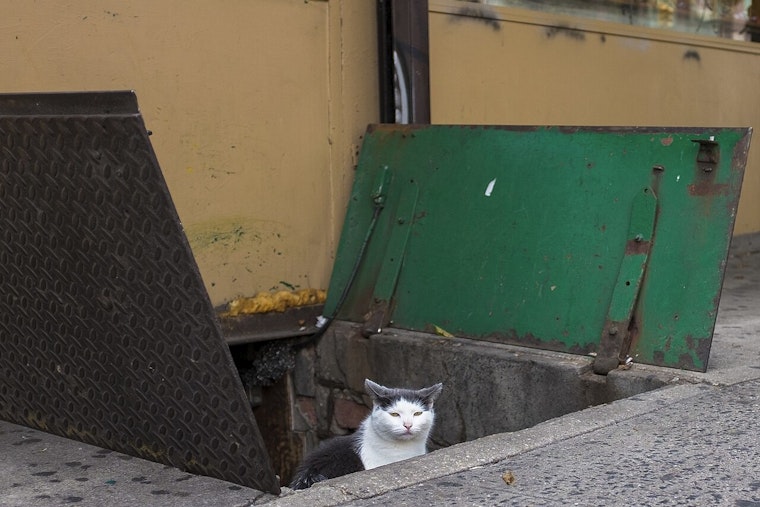 NYC Council Lets Bodega Cats Claw Toward Legal Status