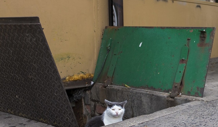 NYC Council Lets Bodega Cats Claw Toward Legal Status