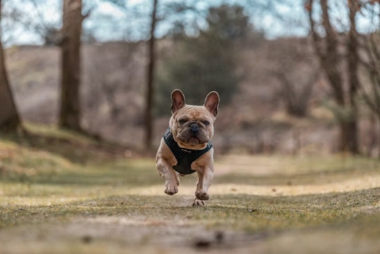 Oahu Erupts After Judge Sends Fendi the Frenchie Back to Accused Owner
