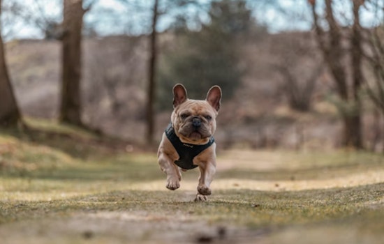 Oahu Erupts After Judge Sends Fendi the Frenchie Back to Accused Owner