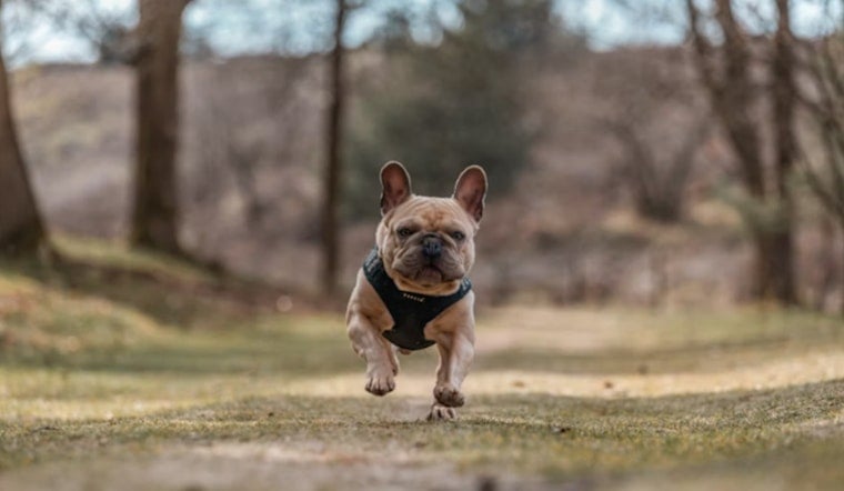 Oahu Erupts After Judge Sends Fendi the Frenchie Back to Accused Owner
