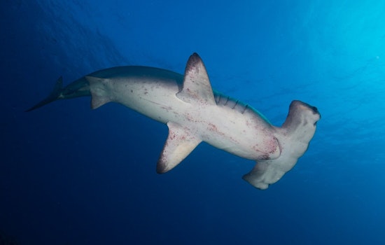 Oahu Foil Surfer’s Heart-Stopping Brush With Hammerhead Gliding Below