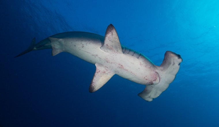 Oahu Foil Surfer’s Heart-Stopping Brush With Hammerhead Gliding Below