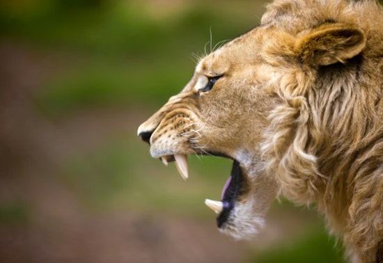 Oak Glen Mastiff Feared Taken By Mountain Lion