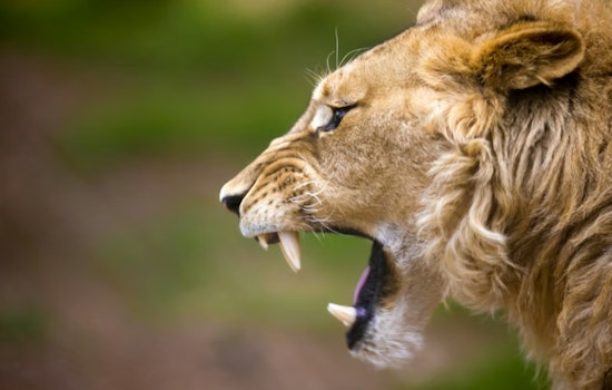 Oak Glen Mastiff Feared Taken By Mountain Lion