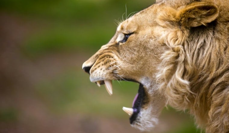 Oak Glen Mastiff Feared Taken By Mountain Lion