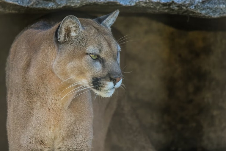 Olympus Cove on Edge as Doorbell Cam Catches Cougar Working the Front Door