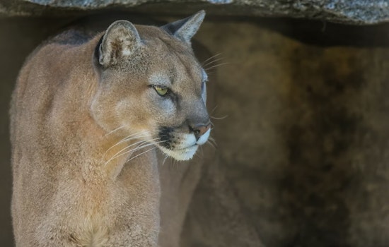 Olympus Cove on Edge as Doorbell Cam Catches Cougar Working the Front Door