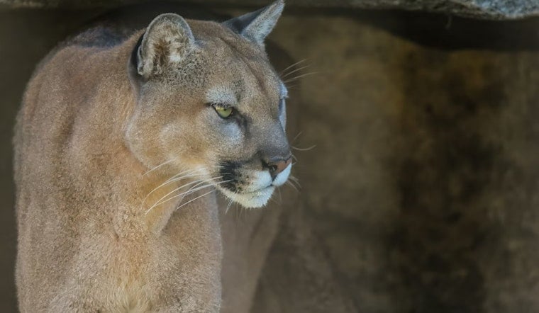 Olympus Cove on Edge as Doorbell Cam Catches Cougar Working the Front Door