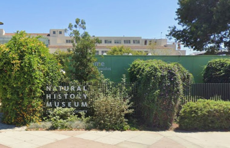 Orcas Take Over NHM In Los Angeles With Life-Size Ruffles Display