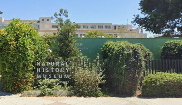 Orcas Take Over NHM In Los Angeles With Life-Size Ruffles Display