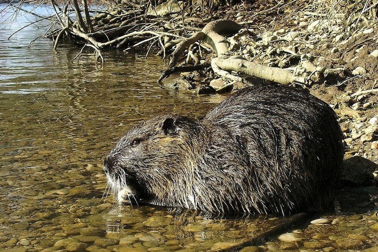 Oregon DNA Trail Busted in Central Valley Nutria Invasion
