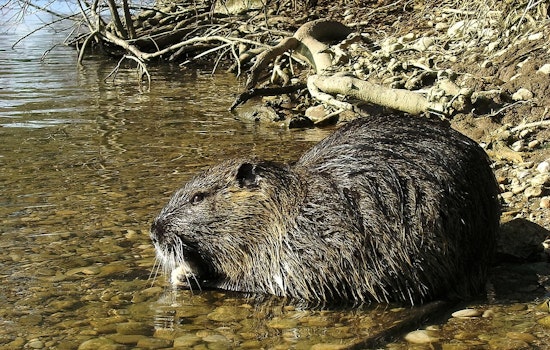 Oregon DNA Trail Busted in Central Valley Nutria Invasion