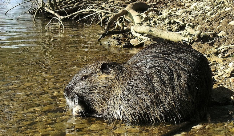 Oregon DNA Trail Busted in Central Valley Nutria Invasion