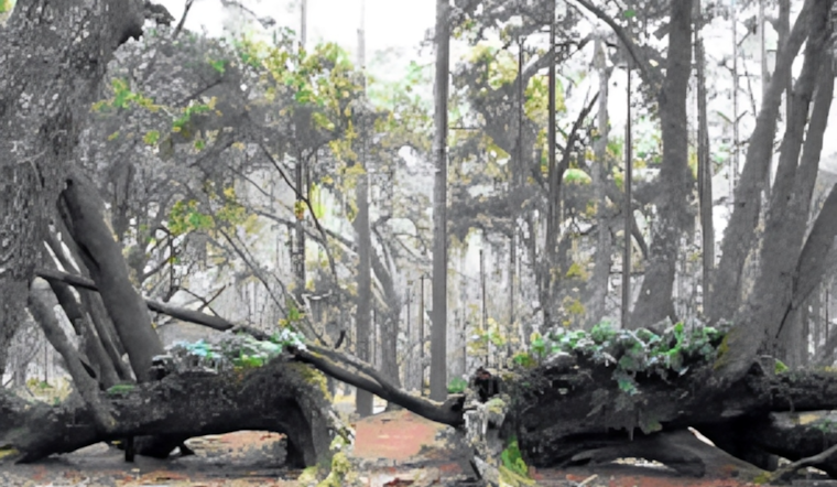 Orlando Activists Rally As Toll Road Threatens Split Oak