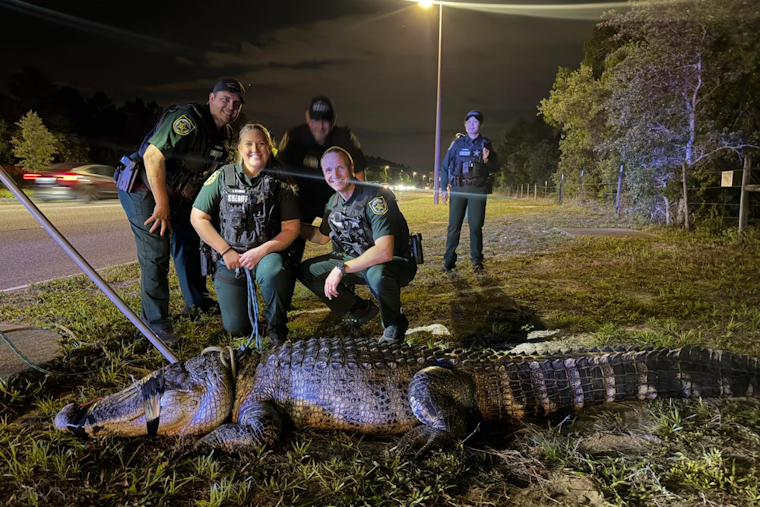 Orlando Deputies Remove 11‑Foot Alligator Near Apartments