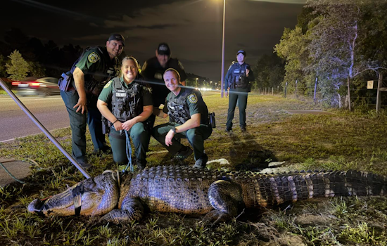 Orlando Deputies Remove 11‑Foot Alligator Near Apartments