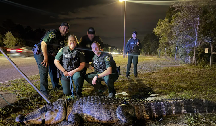Orlando Deputies Remove 11‑Foot Alligator Near Apartments