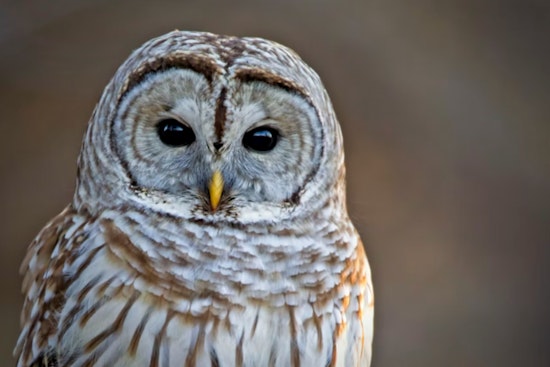 Owls Gone Rogue, Barred Birds Dive-Bomb Joggers In Tacoma's Point Defiance