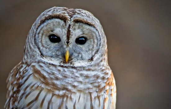 Owls Gone Rogue, Barred Birds Dive-Bomb Joggers In Tacoma's Point Defiance
