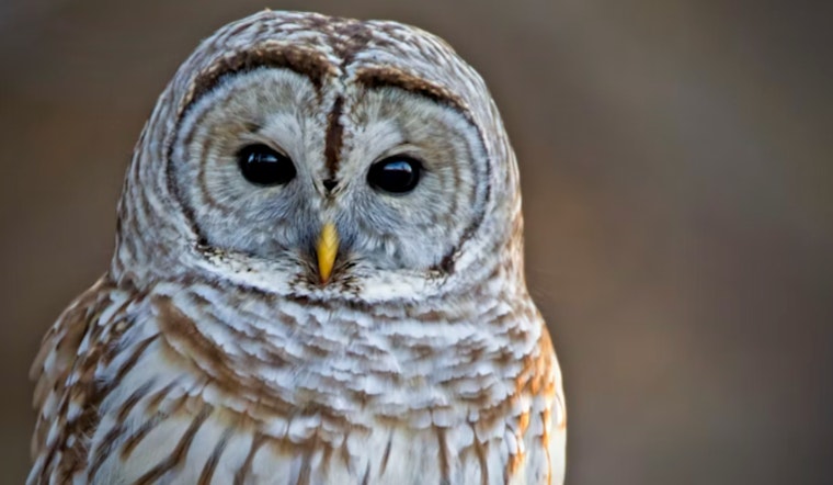 Owls Gone Rogue, Barred Birds Dive-Bomb Joggers In Tacoma's Point Defiance
